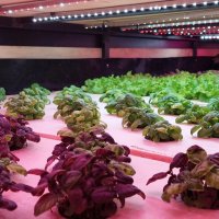 базилик :: ИРЭН@ . базилик :: ИРЭН@ .