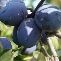 Слива :: Сергей Ц