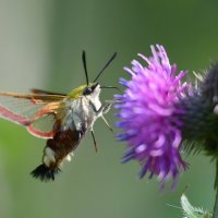 Бражник :: Лилия . Бражник :: Лилия .