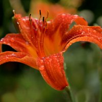 После дождя :: Надежда Куркина 