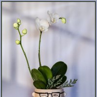 Цветочное настроение :: Светлана Карнаух