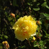 ** :: ИННА ПОРОХОВА