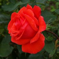 О красоте цветов. :: Милешкин Владимир Алексеевич 