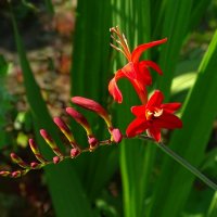 Экзотические цветы :: Милешкин Владимир Алексеевич Экзотические цветы :: Милешкин Владимир Алексеевич