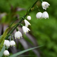 Весна в Ботаническом... Май. :: Наташа *****