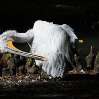 В причёске важны детали. :: Евгений Седов