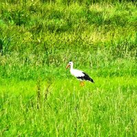 На прогулке :: Галина Шеина-Мюльдорфер На прогулке :: Галина Шеина-Мюльдорфер