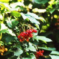 Краснеет... :: Юрий Гайворонскiий