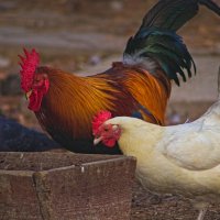 Jujalarim :: Giant Tao /