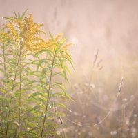 **** :: Елизавета .