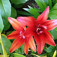 Цветы. :: Владимир Драгунский