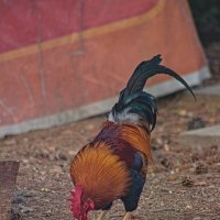 Петя :: Giant Tao / Петя :: Giant Tao /