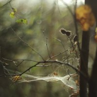 Паутинка :: Валентина 