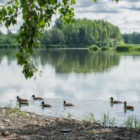 *** :: Николай Чекалин