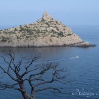 Природа Крыма :: Amazing Cosmea