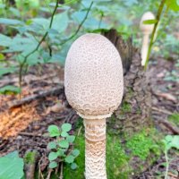 Грибочек :: Наталья 