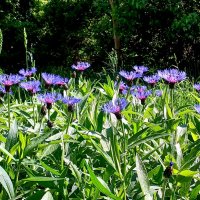 Васильки. :: Лия ☼