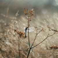 Утро :: Валентина 