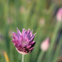 Лучок :: Ирина Лесиканич