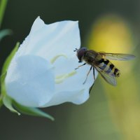 Лето :: Евгений Седов Лето :: Евгений Седов