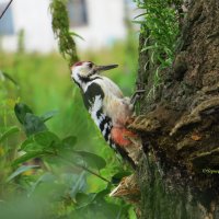 Дятел :: Надежда Чернецкая