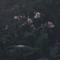 *** :: Сергей Сергеев