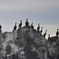 *** :: Марина Виноградова