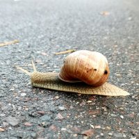 Сюрприз на дороге :: Любимова Ольга 