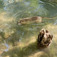 Гостья :: Геннадий Б Гостья :: Геннадий Б