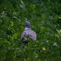 Вяхрь :: Александр Леонов Вяхрь :: Александр Леонов