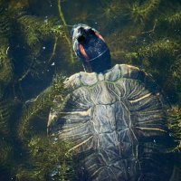 Донателло :: Александр Леонов