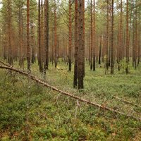 Далеко от города. :: Наталья Лунева 