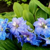 В городском саду после дождя :: Мария Васильева В городском саду после дождя :: Мария Васильева