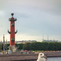 Питерская чайка :: Валерий Елистратов