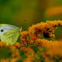 бабочки августа  3 :: Александр Прокудин