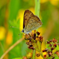 бабочки августа 5 :: Александр Прокудин бабочки августа 5 :: Александр Прокудин