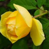 О красоте цветов :: Милешкин Владимир Алексеевич О красоте цветов :: Милешкин Владимир Алексеевич