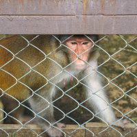 ГРУСТНЫЕ_ГЛАЗА :: Сергей Янович Микк ГРУСТНЫЕ_ГЛАЗА :: Сергей Янович Микк
