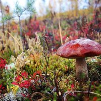 Красный гриб-украшение осени! :: Владимир 