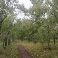 Тропинка в тополиной роще :: Андрей Хлопонин