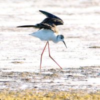 Нескладуха. :: Михаил Белоусов