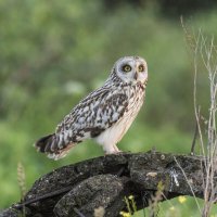 сова болотная- белая. :: юрий макаров