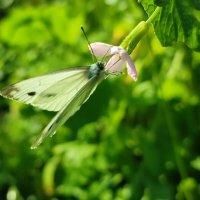 Бабочка :: Валентина Богатко 