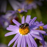 труженица :: Denis Doroshenko