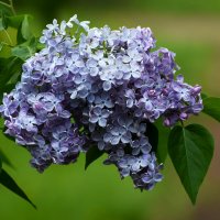 Весна в Ботаническом... Май. :: Наташа *****