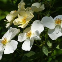 Лето в Ботаническом... Июнь. :: Наташа *****