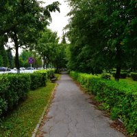 Алатырь. Подстриженный кустарник спиреи на аллее ул. Московской. :: Пётр Чернега Алатырь. Подстриженный кустарник спиреи на аллее ул. Московской. :: Пётр Чернега