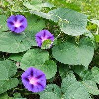 ,,, :: Сергей Тимоновский