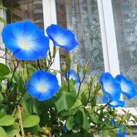 ,,, :: Сергей Тимоновский