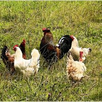 Семейка. :: Валерия Комова Семейка. :: Валерия Комова